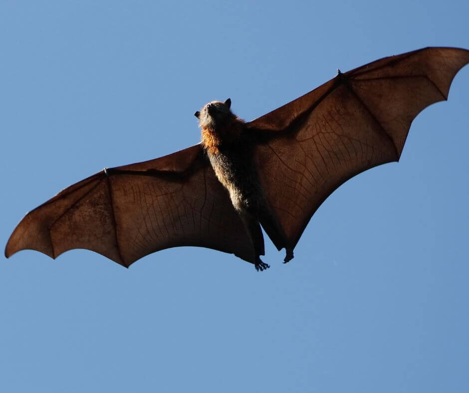 dedetização de morcegos rj