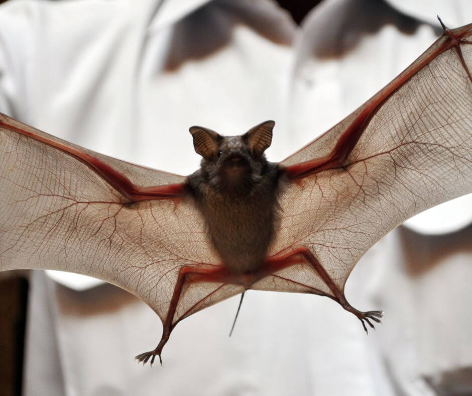 como se livrar de morcegos